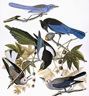 Ornithology Collection: AUDUBON: JAY AND MAGPIE. Scrub jay (Aphelocoma coerulescens), Stellers jay (Cyanocitta stelleri)