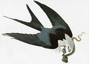 AUDUBON: KITE. Swallow-tailed Kite (Elanoides forficatus) AUDUBON: KITE. Swallow-tailed Kite (Elanoides forficatus)