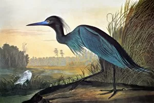 AUDUBON: LITTLE BLUE HERON. Little Blue Heron or Blue Crane or Heron (Florida caerulea)
