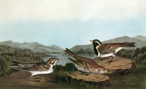 AUDUBON: LONGSPUR. Lapland Longspur, or Lapland Bunting (Calcarius lapponicus) AUDUBON: LONGSPUR. Lapland Longspur, or Lapland Bunting (Calcarius lapponicus)