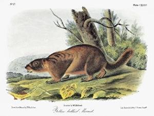 AUDUBON: MARMOT. Yellow-bellied marmot (Marmota flaviventris). Lithograph, c1854 AUDUBON: MARMOT. Yellow-bellied marmot (Marmota flaviventris). Lithograph, c1854