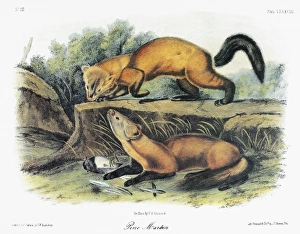 AUDUBON: MARTEN. American, or pine, marten (Martes americana). Lithograph, c1854 AUDUBON: MARTEN. American, or pine, marten (Martes americana). Lithograph, c1854