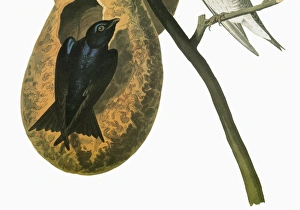 AUDUBON: MARTIN. Purple Martin (Progne subis) AUDUBON: MARTIN. Purple Martin (Progne subis)
