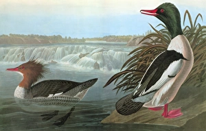 AUDUBON: MERGANSER. Common Merganser, or Goosander (Mergus merganser) AUDUBON: MERGANSER. Common Merganser, or Goosander (Mergus merganser)