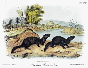 AUDUBON: MINK. Eastern, or little black, mink (Neovison vison vison), a subspecies AUDUBON: MINK. Eastern, or little black, mink (Neovison vison vison), a subspecies
