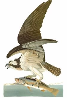 AUDUBON: OSPREY. Osprey, or Fish Hawk (Pandion haliaetus), by John James Audubon for his Birds of America, 1827-38