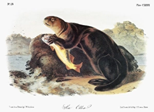 AUDUBON: OTTER. Sea otter (Enhydra lutris) AUDUBON: OTTER. Sea otter (Enhydra lutris)