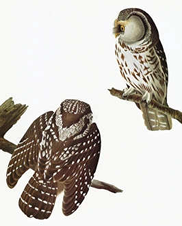 AUDUBON: OWL. Boreal Owl (Aegolius fenereus) AUDUBON: OWL. Boreal Owl (Aegolius fenereus)