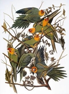 South East Gallery: AUDUBON: PARAKEET. Carolina Parakeet, or Carolina Parrot (Conuropsis carolinensis)