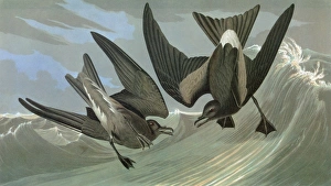 AUDUBON: PETREL. Leachs Storm Petrel (Oceanodroma leucorhoa) AUDUBON: PETREL. Leachs Storm Petrel (Oceanodroma leucorhoa)