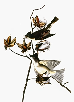 AUDUBON: PHOEBE. Eastern Phoebe (Sayornis phoebe), from John James Audubons The Birds of AUDUBON: PHOEBE. Eastern Phoebe (Sayornis phoebe), from John James Audubons The Birds of