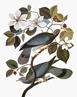 AUDUBON: PIGEON. Band-tailed pigeon (Columba fasciata), from John James Audubons The AUDUBON: PIGEON. Band-tailed pigeon (Columba fasciata), from John James Audubons The