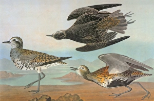 AUDUBON: PLOVER. American Golden Plover (Pluvialis dominica), left, and European Golden Plover AUDUBON: PLOVER. American Golden Plover (Pluvialis dominica), left, and European Golden Plover