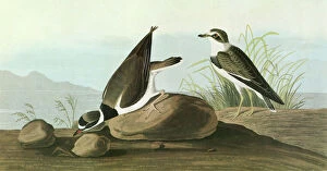 AUDUBON: PLOVER. Semipalmated Plover (Charadrius semipalmatus)