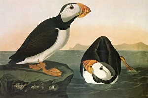 AUDUBON: PUFFIN. Horned Puffin (Fratercula corniculata) AUDUBON: PUFFIN. Horned Puffin (Fratercula corniculata)