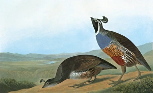 AUDUBON: QUAIL. California Quail, or California Partridge (Callipepla californica) AUDUBON: QUAIL. California Quail, or California Partridge (Callipepla californica)