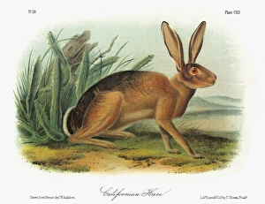 AUDUBON: RABBIT. Black-tailed jackrabbit, also known as the American desert hare AUDUBON: RABBIT. Black-tailed jackrabbit, also known as the American desert hare
