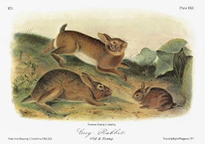 AUDUBON: RABBIT. Eastern cottontail (Sylvilagus floridanus). Lithograph, c1849 AUDUBON: RABBIT. Eastern cottontail (Sylvilagus floridanus). Lithograph, c1849