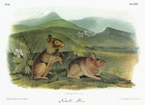 AUDUBON: RABBIT. Mountain, or Nuttalls, cottontail (Sylvilagus nuttallii), formerly AUDUBON: RABBIT. Mountain, or Nuttalls, cottontail (Sylvilagus nuttallii), formerly
