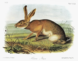 AUDUBON: RABBIT. Texas jackrabbit (Lepus californicus texianus), a subspecies of AUDUBON: RABBIT. Texas jackrabbit (Lepus californicus texianus), a subspecies of