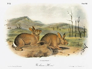 AUDUBON: RABBIT. Western brush rabbit, formerly known as Bachmans hare AUDUBON: RABBIT. Western brush rabbit, formerly known as Bachmans hare