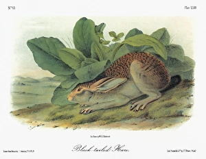 AUDUBON: RABBIT. White-sided jackrabbit, or Mexican hare (Lepus callotis). Lithograph AUDUBON: RABBIT. White-sided jackrabbit, or Mexican hare (Lepus callotis). Lithograph