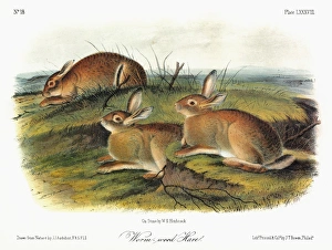 AUDUBON: RABBIT. Wormwood hare (Sylvilagus nuttallii artemesia), a subspecies of AUDUBON: RABBIT. Wormwood hare (Sylvilagus nuttallii artemesia), a subspecies of