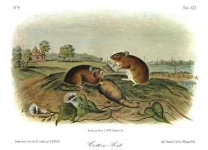 AUDUBON: RAT. Hispid cotton rat (Sigmodon hispidus) AUDUBON: RAT. Hispid cotton rat (Sigmodon hispidus)