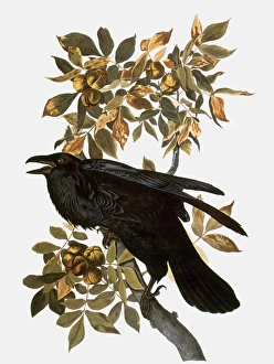 AUDUBON: RAVEN. Northern Raven (Corvus corax), from John James Audubons The Birds of AUDUBON: RAVEN. Northern Raven (Corvus corax), from John James Audubons The Birds of
