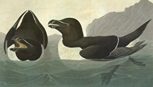 AUDUBON: RAZORBILL. Razorbill (Alca torda) AUDUBON: RAZORBILL. Razorbill (Alca torda)