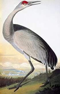 AUDUBON: SANDHILL CRANE. Sandhill Crane or Hooping Crane (Grus canadensis)