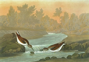 AUDUBON: SANDPIPER. Least Sandpiper (Calidris minutilla) AUDUBON: SANDPIPER. Least Sandpiper (Calidris minutilla)