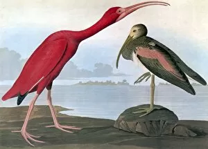 AUDUBON: SCARLET IBIS. Scarlet ibis (Eudocimus ruber) by John James Audubon for his Birds of America, 1827-1838