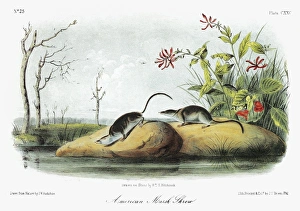 AUDUBON: SHREW. American, or northern, water shrew (Sorex palustris). Lithograph AUDUBON: SHREW. American, or northern, water shrew (Sorex palustris). Lithograph