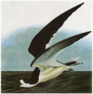 AUDUBON: SKIMMER. Black Skimmer (Rynchops niger) AUDUBON: SKIMMER. Black Skimmer (Rynchops niger)