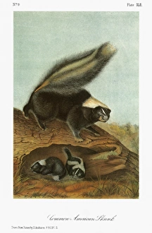 AUDUBON: SKUNK. Striped, or common American, skunk (Mephitis mephitis). Lithograph AUDUBON: SKUNK. Striped, or common American, skunk (Mephitis mephitis). Lithograph