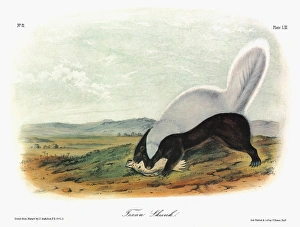 AUDUBON: SKUNK. Texan, or American hog-nosed, skunk (Conepatus leuconotus). Lithograph AUDUBON: SKUNK. Texan, or American hog-nosed, skunk (Conepatus leuconotus). Lithograph