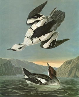 AUDUBON: SMEW. Smew (Mergellus albellus) AUDUBON: SMEW. Smew (Mergellus albellus)