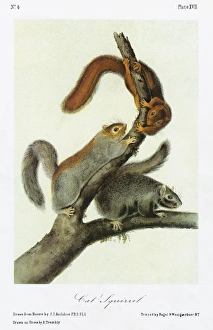 AUDUBON: SQUIRREL. Delmarva fox squirrel, or cat squirrel (Sciurus niger cinereus) AUDUBON: SQUIRREL. Delmarva fox squirrel, or cat squirrel (Sciurus niger cinereus)
