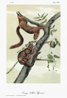 AUDUBON: SQUIRREL. Delta fox squirrel, or orange-bellied squirrel AUDUBON: SQUIRREL. Delta fox squirrel, or orange-bellied squirrel