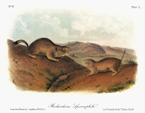AUDUBON: SQUIRREL. Richardsons ground squirrel, or flickertail (Urocitellus richardsonii AUDUBON: SQUIRREL. Richardsons ground squirrel, or flickertail (Urocitellus richardsonii