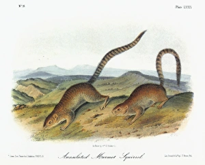 AUDUBON: SQUIRREL. Ring-tailed ground squirrel, or annulated marmot squirrel (Notocitellus AUDUBON: SQUIRREL. Ring-tailed ground squirrel, or annulated marmot squirrel (Notocitellus