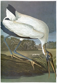 AUDUBON: STORK. Wood stork (Mycteria americana) AUDUBON: STORK. Wood stork (Mycteria americana)