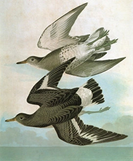 AUDUBON: SURFBIRD. Surfbird (Aphriza virgata) AUDUBON: SURFBIRD. Surfbird (Aphriza virgata)