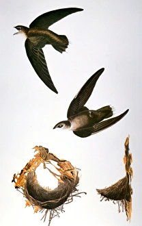 AUDUBON: SWIFT. Chimney, or American, swift (Chaetura pelagica) AUDUBON: SWIFT. Chimney, or American, swift (Chaetura pelagica)