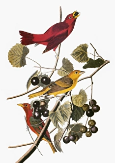 AUDUBON: TANAGER. Summer tanager (Piranga rubra), from John James Audubons The Birds of AUDUBON: TANAGER. Summer tanager (Piranga rubra), from John James Audubons The Birds of