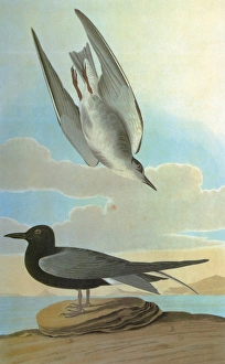 AUDUBON: TERN. Black Tern (Chlidonias niger) AUDUBON: TERN. Black Tern (Chlidonias niger)