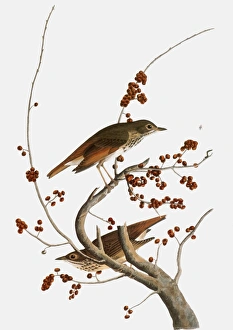 AUDUBON: THRUSH. Hermit Thrush (Catharus guttatus), from John James Audubons The Birds of AUDUBON: THRUSH. Hermit Thrush (Catharus guttatus), from John James Audubons The Birds of