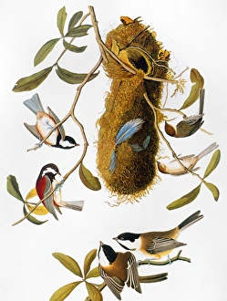 AUDUBON: TITMOUSE. Chestnut-backed chickadee, or titmouse (Parus rufescens); bushtit AUDUBON: TITMOUSE. Chestnut-backed chickadee, or titmouse (Parus rufescens); bushtit