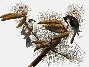 AUDUBON: TITMOUSE. Tufted Titmouse (Parus bicolor), from John James Audubons The Birds of America, 1827-1838